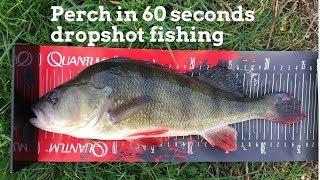 Perch in 60 seconds dropshot fishing