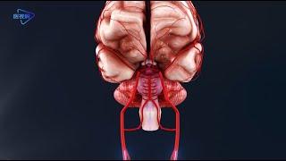 3D 【Human anatomy】-- brain arteries/【人体解剖】--大脑的动脉