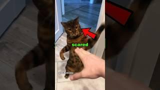 These Cats Getting SCARED #animal #cat #scary
