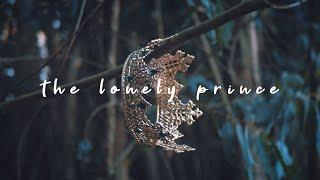 Rosendale - The Lonely Prince (Lyric Video)