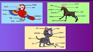 ANIMAL BODY PARTS | bird body parts, goat parts, cat body parts, parts of octopus, turtle parts