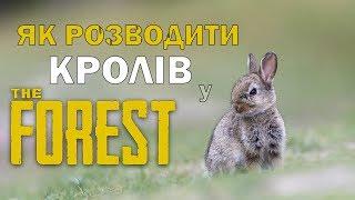 КАК РАЗВОДИТЬ КРОЛИКОВРУССКИЙ ЛЕС
