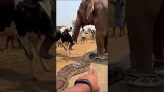 The python, while trying to attack the cow, mistakenly wrapped around the wrong animal #shorts