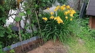 Наш любимый Лилейник Миддендорфа (Hemerocallis middendorfii) на даче.