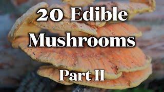 20 Edible Mushrooms I Can Identify Without Mistake Part II