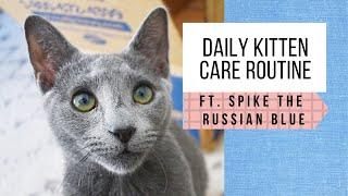 Raising our Russian Blue kitten: Daily care routine (5 months old)