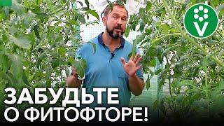 КАК Я ИЗБАВИЛСЯ ОТ ФИТОФТОРЫ ТОМАТОВ РАЗ И НАВСЕГДА!