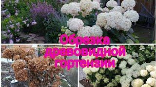 ОБРЕЗКА ДРЕВОВИДНОЙ ГОРТЕНЗИИ ОСЕНЬЮ.