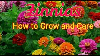 Zinnias/How to Grow and care