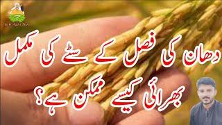 How is it possible to completely fill paddy stalks?|| Jutt agri tips