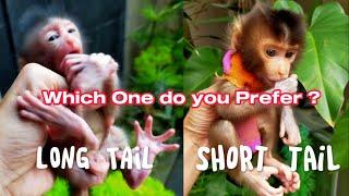 Which One do you Prefer Short Tail or Long Tail Monkey, This is the Fact. Lovely Fauna