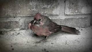 A Day in a Bird's Life - A Reminder of God's Grace - Inspirational Video