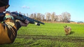 HARE HUNTING. HUNTING WITH A DOG