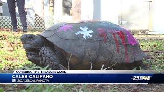 Wildlife experts concerned after Gopher Tortoise found covered in nail polish