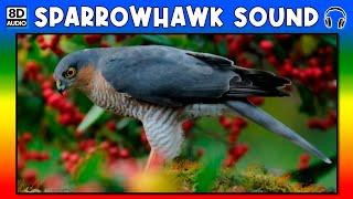  SPARROWHAWK SOUND - SPARROWHAWK SOUND EFFECT - SOUND OF SPARROWHAWK - NOISE OF SPARROWHAWK