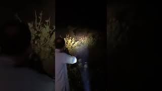 #Rabbit #Hunting at Night