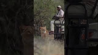 African Safari 4K - Scenic Wildlife Film With African Music #travel #shorts #safari #wildlife