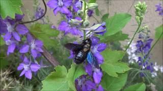 Albina dulgher (Xylocopa violacea) - Violet carpenter bee