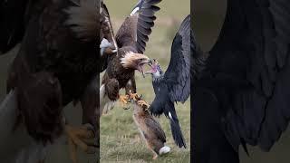 Golden Eagle vs Black Kite #wildlife #wildrift #wildanimals #nature #naturelovers #birdsofprey