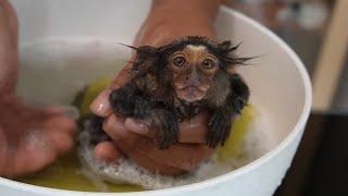 Monkey Bath Time For "Daisey" The Baby Marmoset Monkey#instructions #fingermonkey #commonmarmoset