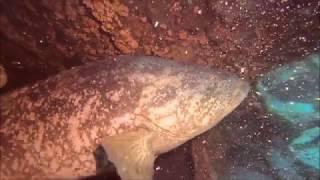 Goliath Grouper Spawning - MG 111 Wreck 8.18.18