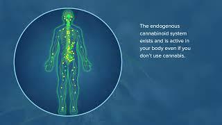 What is the endogenous cannabinoid system?