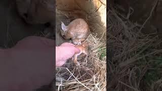 Rabbit with Babies