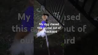 My dog defends his territory .#my #dog #cute #puppy #shorts #pets #shortvideo #funny #doglover