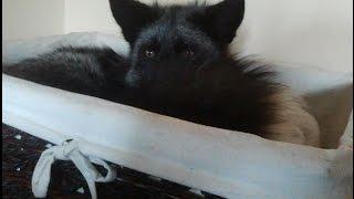 The Pouncing Fox