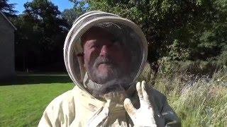 Wildlife and Humans: Bees Documentary