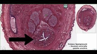 Histology of the Penis 4K