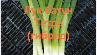 Лук батун Валдай (allium fistulosum valday)  батун лук Валдай обзор: как сажать, семена лука Валдай