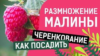 ЧЕРЕНКОВАНИЕ МАЛИНЫ!! ПРОСТО,БЫСТРО И УДОБНО!!