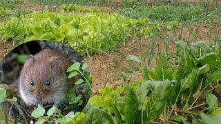 Kako se riješiti voluharica u plasteniku?