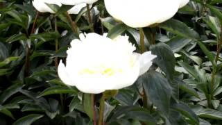 Lactiflora Duchesse de Nemours | R2 Flowers BV | Peonies