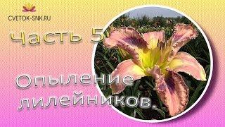 Опыление лилейников. Часть 5 / Сад Ворошиловой