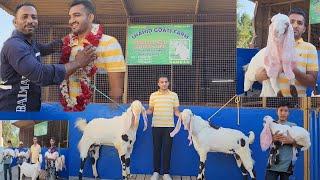 The Best Hyderabadi Breeding Setup India | Shahid Goat Farm Gujarat | Exclusive Results.