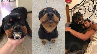 ROTTWEILER COMPILATION