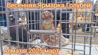 Весенняя Ярмарка голубей Алматы 2025. Начало сезона.