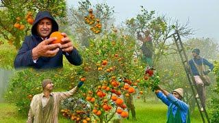 How Oranges Are Harvested in The Garden | Orange Harvesting | Mubashir Saddique | Village Food