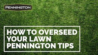 How to Overseed your Lawn - Tips from Pennington for Seeding