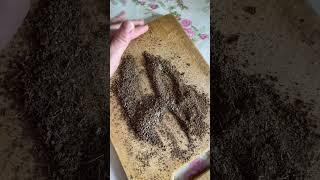 Подкормка для комнатных растений. Кажура банана. #растение #подкормка #банан