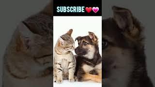 Cute Pets   #shorts #tiktok #viral #itspets #pets (3)