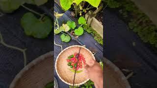 Delicious Long Beans ! Red Noodle Asparagus Beans ! Survival Garden seeds #shorts #garden  #viral