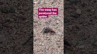 Nature is INSANE. Spider versus wasp on the Colorado Trail. Welcome to the Wild, Wild West.