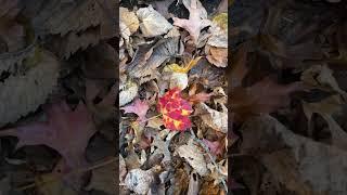 A random leaf