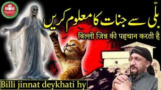 Billi jinnat deykhati hy | Cat |