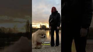 Шпиц Оливка и Ворона #pomeranian #шпиц #смешныеживотные #шпицы #шпицнемецкий