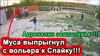 ПИТБУЛЬ ПЕРЕПРЫГНУЛ ВОЛЬЕР, ЧТОБЫ.... !!! СПАЙК VS МУСА/ АДРЕНАЛИН