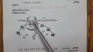 Цитология.  Задачи.  Часть 3.  Биосинтез белка.